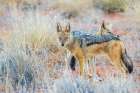 Black-backed jackal pair, courtship grooming in the Kalahari Desert Art Print